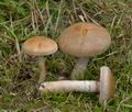 Cortinarius_cephalixus_cr5757s