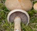 Cortinarius_cephalixus_cr5761s