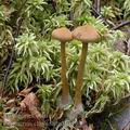 Cortinarius_chrysolitus_al6103