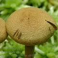 Cortinarius_chrysolitus_al6110