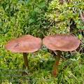 Cortinarius_chrysolitus_bd9994