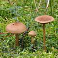 Cortinarius_chrysolitus_be0004