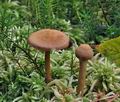 Cortinarius_chrysolitus_bs7340