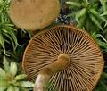 Cortinarius_chrysolitus_bs7351