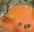 Cortinarius_cinnabarinus_ac8621