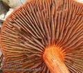 Cortinarius_cinnabarinus_ac8626