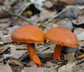 Cortinarius_cinnabarinus_be4090