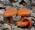 Cortinarius_cinnabarinus_be4094