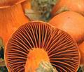 Cortinarius_cinnabarinus_be4097