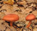 Cortinarius_cinnabarinus_bi3392