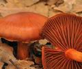 Cortinarius_cinnabarinus_bi3395