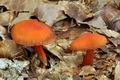 Cortinarius_cinnabarinus_bv5423