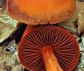 Cortinarius_cinnabarinus_bv5430