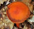 Cortinarius_cinnabarinus_bv5431