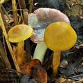 Cortinarius_cinnamomeoluteus_bm6129