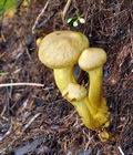 Cortinarius_cinnamomeoluteus_bm6133