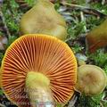 Cortinarius_cinnamomeus_aj2450