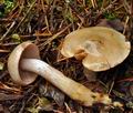 Cortinarius_compar_bm8022