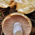 Cortinarius_compar_bm8029