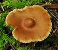 Cortinarius_conicus_bv3484