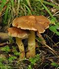 Cortinarius_conicus_bv3490