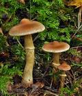 Cortinarius_conicus_bv3495