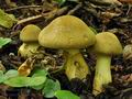 Cortinarius_cotoneus_bv2703