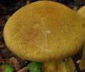 Cortinarius_cotoneus_bv2712