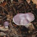 Cortinarius_croceoceruleus_aj3812