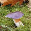 Cortinarius_croceoceruleus_aj3819