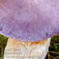 Cortinarius_croceoceruleus_aj3821