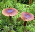 Cortinarius_croceoconus_al9915