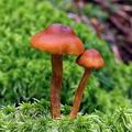 Cortinarius_croceoconus_al9951