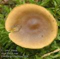 Cortinarius_croceus_ac7854