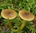 Cortinarius_croceus_ac7857