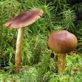 Cortinarius_croceus_al9919