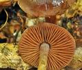 Cortinarius_danicus_bv5065