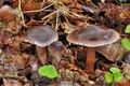 Cortinarius_danicus_bv5117