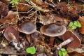 Cortinarius_danicus_bv5118