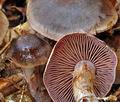 Cortinarius_danicus_bv5125