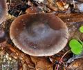 Cortinarius_danicus_bv5127