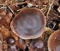 Cortinarius_danicus_bv5129