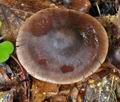 Cortinarius_danicus_bv5132