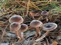 Cortinarius_decipiens_bm7039