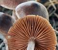 Cortinarius_decipiens_bm7045