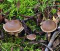 Cortinarius_decipiens_bp1571