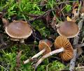 Cortinarius_decipiens_bp1575