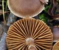 Cortinarius_decipiens_bp1578