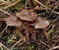 Cortinarius_decipiens_bs8889