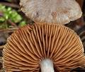 Cortinarius_decipiens_bs8894